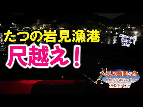 【たつの 釣り】岩見漁港夜釣りで尺越え、道の驛みつ幸せの鐘が幸運を釣れて來た