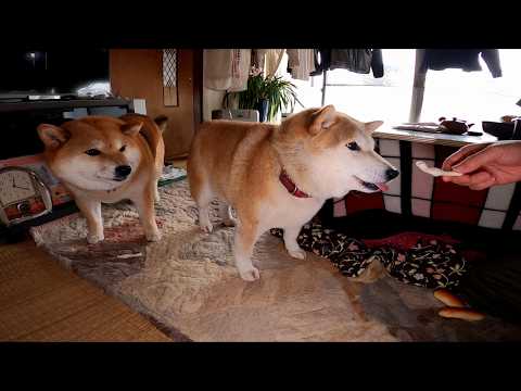 もちもち達のカルシウム補給に