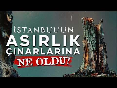 Beşiktaş'taki asırlık çınarlar İBB'nin ihmali yüzünden kanser oldu