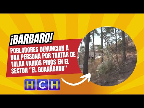 Pobladores denuncian a una persona por tratar de talar varios pinos en el sector El guanábano