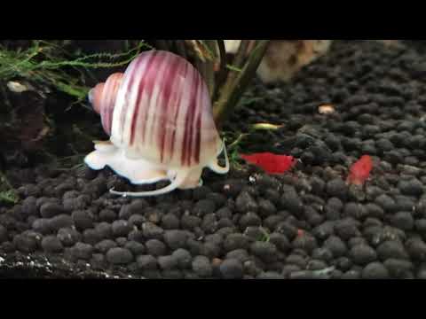 Shayne's Tanks & Bowls Live Stream