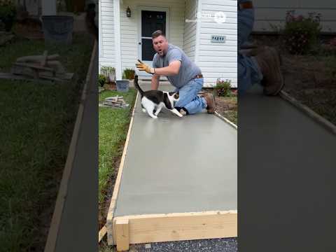 おならをする猫