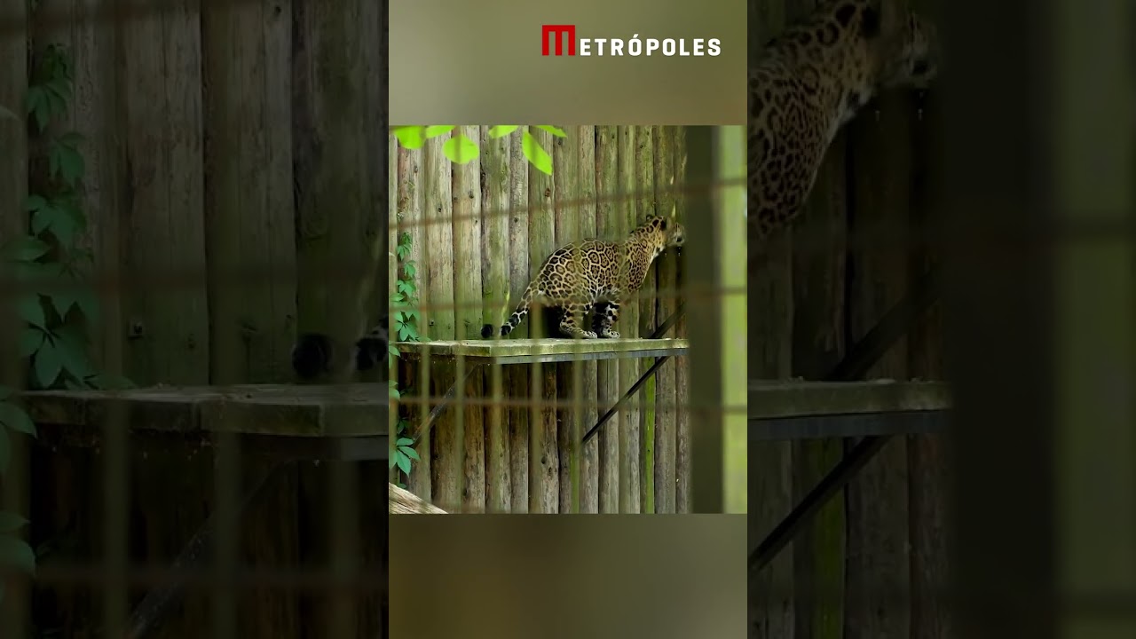 Saiba como é feita a reintrodução de animais silvestres na natureza