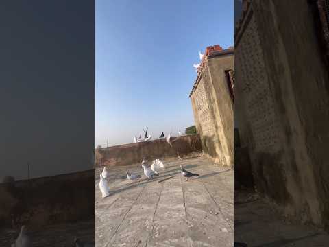 Kabutar 🕊️ lover #love #song #remix #kabootarba #facts #viral #automobile #comedy #new