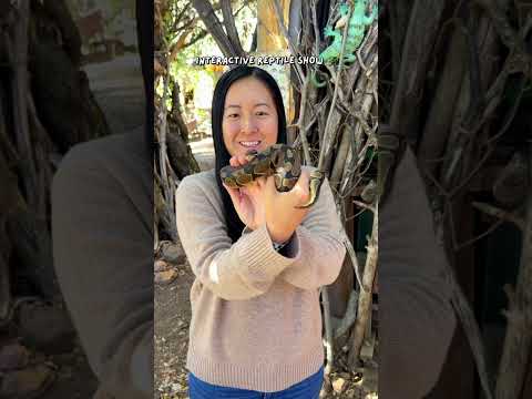 Must-experience Fall Festival Just Outside San Diego 🍁