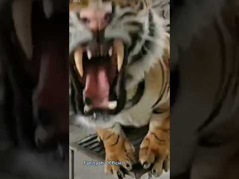 Scary - This is what a tiger sounds like when it's angry #tiger #shorts #viral #animal_sounds