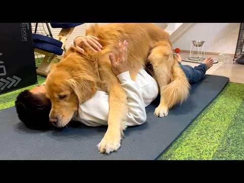 大好きなご飯には「まて」が出来るのに、パパには「まて」が出来ないゴールデンレトリバー