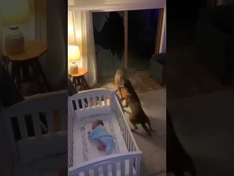 What Happens When Your DOG Becomes a Watchman?