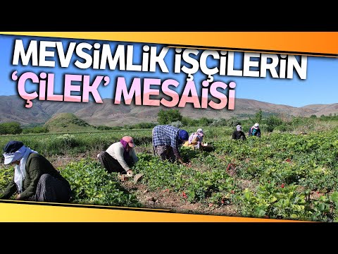 Elazığ’da Çilek Zamanı…Kasa Kasa Satılıyor