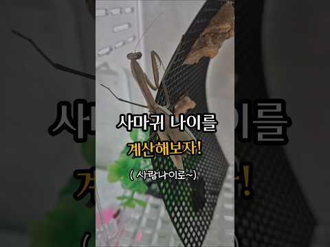 챗 gpt로 계산한 사마귀 나이 #챗gpt #제발돼라 #사마귀 #사마귀키우기 #mantis #곤충 #곤충채집