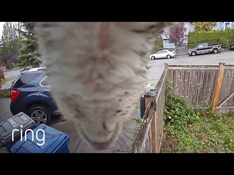 Squirrel Launches Itself off a Ring Camera! | RingTV