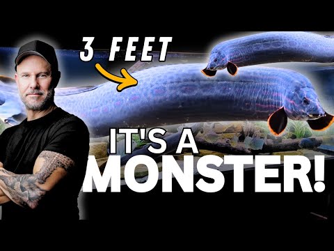 You Won't Believe This ENORMOUS Fish From Riffwate In this exciting video, we dive deep into the world of tropical fish keeping by showcasing the impre