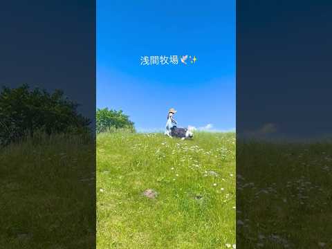 【癒し🌿森の暮らし】#shorts #犬のいる暮らし #vlog ‐wanlife- 😊🐶🐶🐶🏡🌳