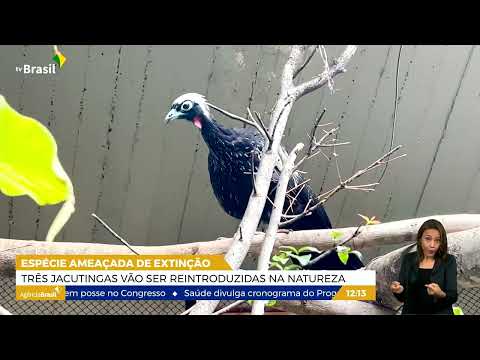DF | Ameaçadas de extinção, jacutingas serão reintroduzidas na natureza