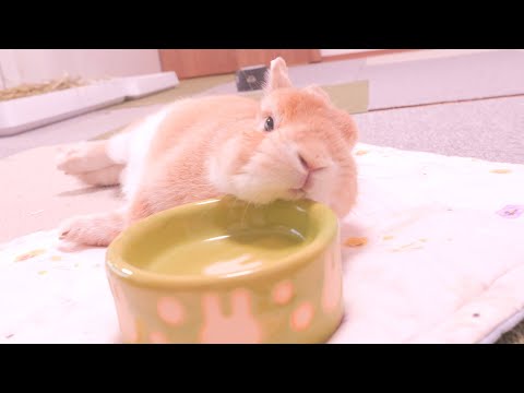 ご飯が入ってないと知って、食器の上であざとく絶望するムギ【No.1659】