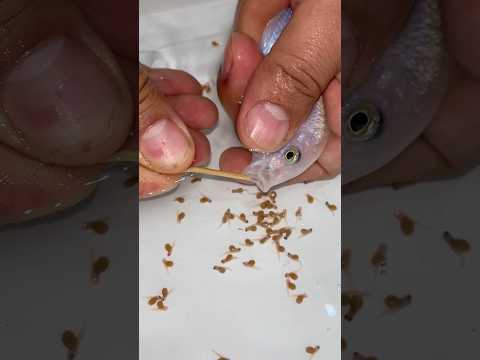 Incredible Moment: Dolphin Cichlid Releases Her Babies! #america #usa