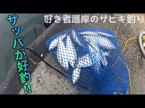 好き者護岸でママカリサビキが快進撃!! 【サビけば釣れる堤防釣り】