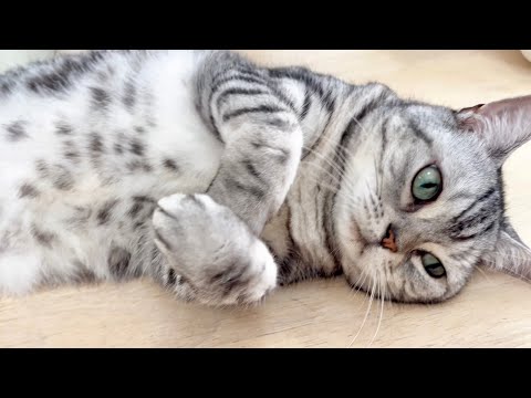 猫の動画サムネイル - 普通のアメリカンショートヘアとはちょっとちがうのがあいちゃん。