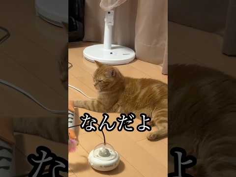 アメリカンショートヘアの猫たちと過ごすゆるやかな癒しの時間 サムネイル