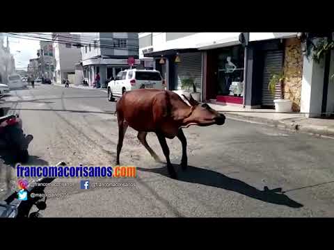 Vacas sin dueño son un peligro latente en las calles de San Francisco de Macorís