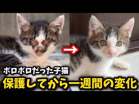 猫の動画サムネイル - 瀕死の状態でギリギリ保護した子猫が美猫に生まれ変わりました