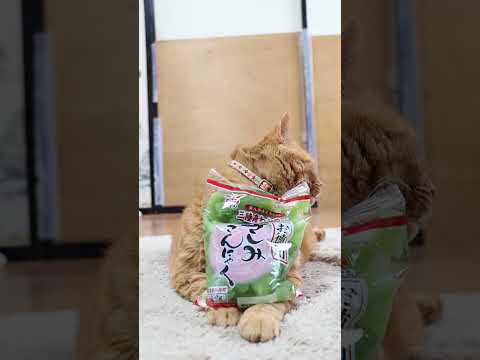 猫の動画サムネイル - お徳用さしみこんにゃく　250512　#ねこ　#のせ猫　 #cat #cute #ネコ #cutecat #猫  #猫のいる暮らし #かご猫 #kitten