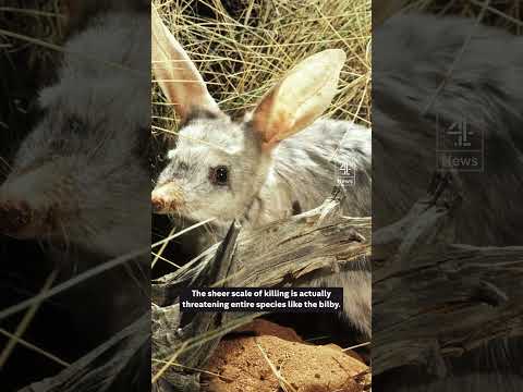 Why is Australia’s government 'declaring war' on cats?