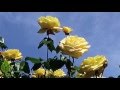 Цветоводство: Розарии мира: красота садовых роз