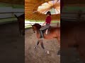 Show jumping horse World Pleasure