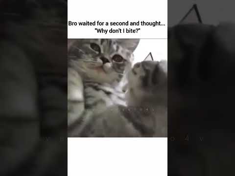 #cats #catperson #catlovers #kittens #cute #funnycats #pets #dogs #funny #memes #trending #fypシ