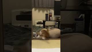 コケるネコ