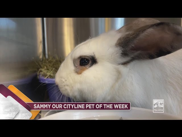 Introducing Sammy, the wonder bunny who has the superpower of, you guessed it! Cup chucking! Yes, we believe that if this was an Olympic event, Sammy would bring home the gold! But for now, what Sammy REALLY wants – is a home of his own.

Sammy is a one-year-old neutered rabbit who is both cute and cuddly combined! Sammy came into the shelter mid-July and has been winning over the hearts of everyone who meets him. This affectionate little bunny will hop right up to you - eager for loves and cuddles. And Sammy isn’t afraid of new friends either. As long as you give him a scratch on the nose, he’ll be by your side no matter what. 

The Humane Society staff reports that not only would Sammy thrive in a home that has had experience with rabbits, but would also be a great first-time bunny for anyone whose done their research and wants to welcome a rabbit into their home. If you are looking for a sweet and affectionate bunny as a new BESTIE, then Sammy is the boy for YOU!

And the adoption process is easy! Hop on down to the Humane Society for Tacoma & Pierce County Tuesday through Sunday from 10:00 A.M. – 5:30 P.M. Or you can simply visit Sammy’s profile at thehumanesociety.org/adoptable-pet/Sammy and from there, you can navigate to the online adoption application to bring your sweet, snugglie, Sammy boy home!