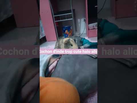 allô allô 👋🙂