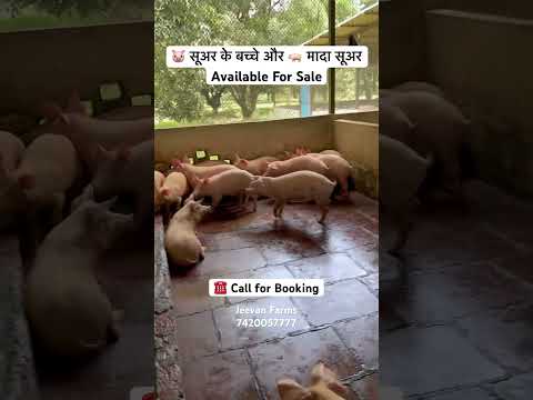 Address -Sadholi Dunichandpur Rampur Maniharan Saharanpur. UP