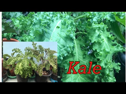 ปลูกkale-superfoodไว้กินเองกำล ปลูกkale-superfoodไว้กินเองกำล