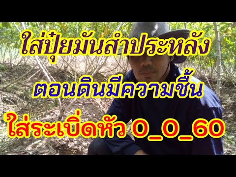 ใส่ปุ๋ยมันสำประหลัง-ตอนดินมีค ใส่ปุ๋ยมันสำประหลัง-ตอนดินมีค