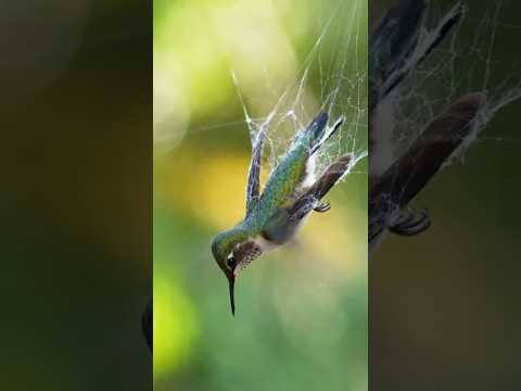 Rescuing a Tiny Hummingbird Trapped in a Bird Net 🥺
