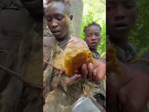 Hadzabe Tribe bushmen incredible honey harvesting in their traditional lifestyle in the nature 🥰