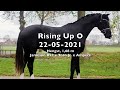 Dressage horse Zwarte 2,5 jarige stoere ruin, Jameson RS2 x Toto Jr.
