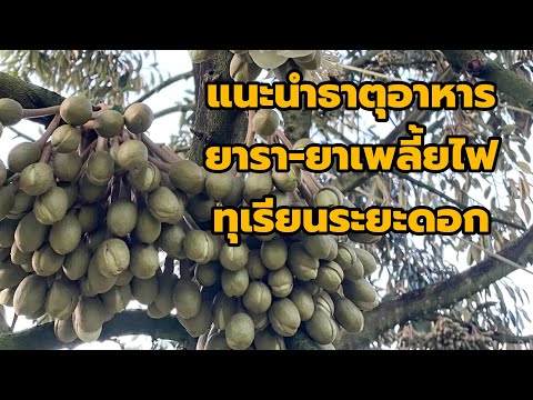 ธาตุอาหาร-ยารา-ยาแมลงช่วง