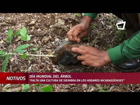 “Falta una cultura de siembra en los hogares nicaragüenses”, dice experto