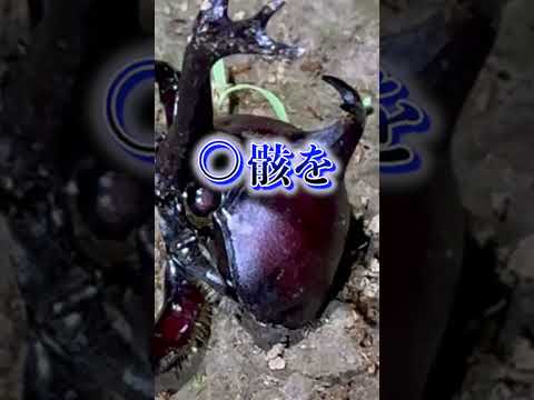 生きているノコギリクワガタが蟻に襲われて大ピンチ！！！！！