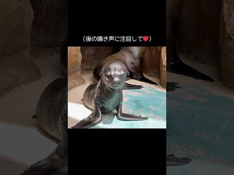 猫の動画サムネイル - 【カリフォルニアアシカ】アシカの仔の鳴き声はどんな声？【サンシャイン水族館】#shorts #水族館
