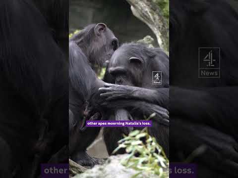 Chimpanzee carries dead baby for three months
