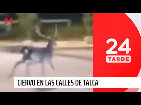Avistamiento: ciclistas en Talca se topan con ciervo dama | 24 Horas TVN Chile