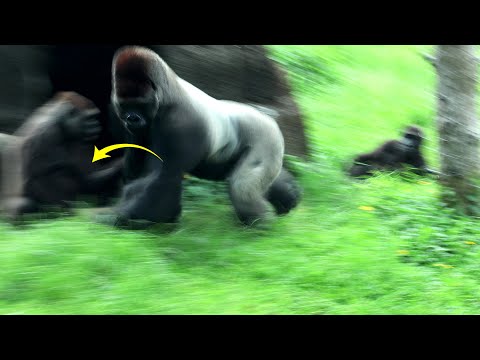 Gorilla D