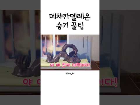 메챠 카멜레온 ㄹㅇ 꿀팁ㅋㅋㅋ #shorts