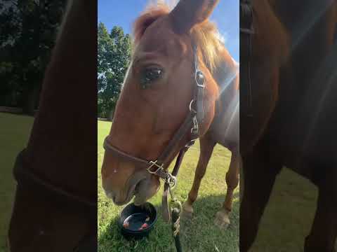 Happy Saturday - here’s the boys’ spread! Also, peep the stink bug crawling across my chest 👀
