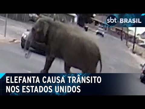 Elefanta foge de circo e causa transito em avenida nos EUA | SBT Brasil (17/04/24)