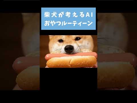 柴犬のおねだりルーティーン
